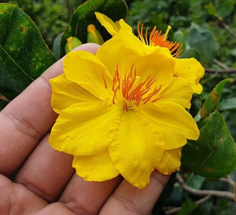 VƯỜN MAI VÀNG ( HOA MAI NGÀY TẾT)  BÌNH DƯƠNG -  CUNG CẤP CÂY MAI DỊP TẾT 2025 GIÁ RẺ